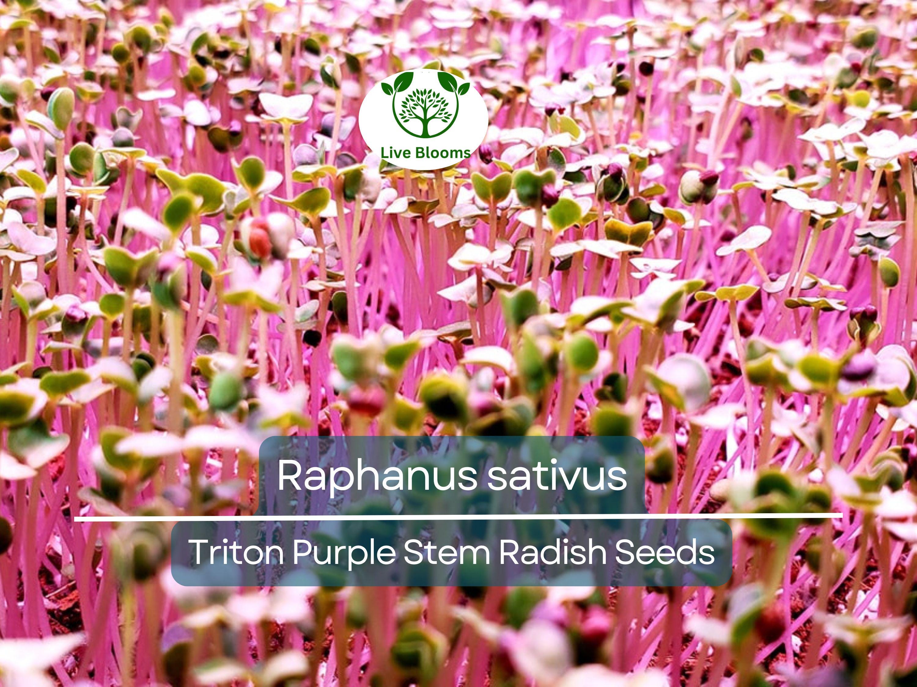 80 Seeds Radish Triton Purple Stem – Raphanus sativus | Heirloom Radish Seeds for Planting, Gardening & Crisp Purple Harvests