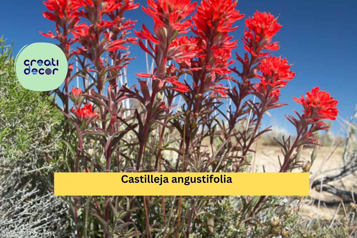 Castilleja angustifolia v. dubia Seeds (300) – Indian Paintbrush, Drought-Tolerant Wildflower, Native Perennial, Pollinator-Friendly