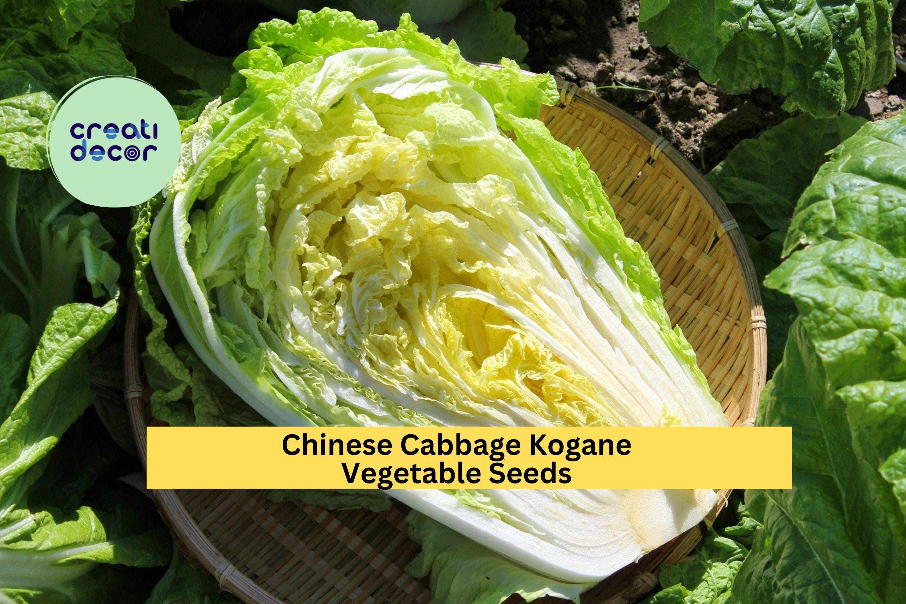 3pcs x 500mg Chinese Cabbage Kogane Seeds – Crisp Asian Greens for Garden Beds, Raised Rows, or Container Growing Seeds for Planting