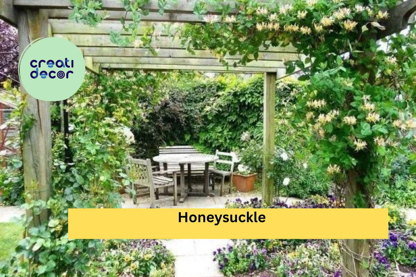 4 Honeysuckle Rooted Cuttings – Live Lonicera Plants for Bonsai Training or Garden Growing – Fragrant Hardy Shrub Starter