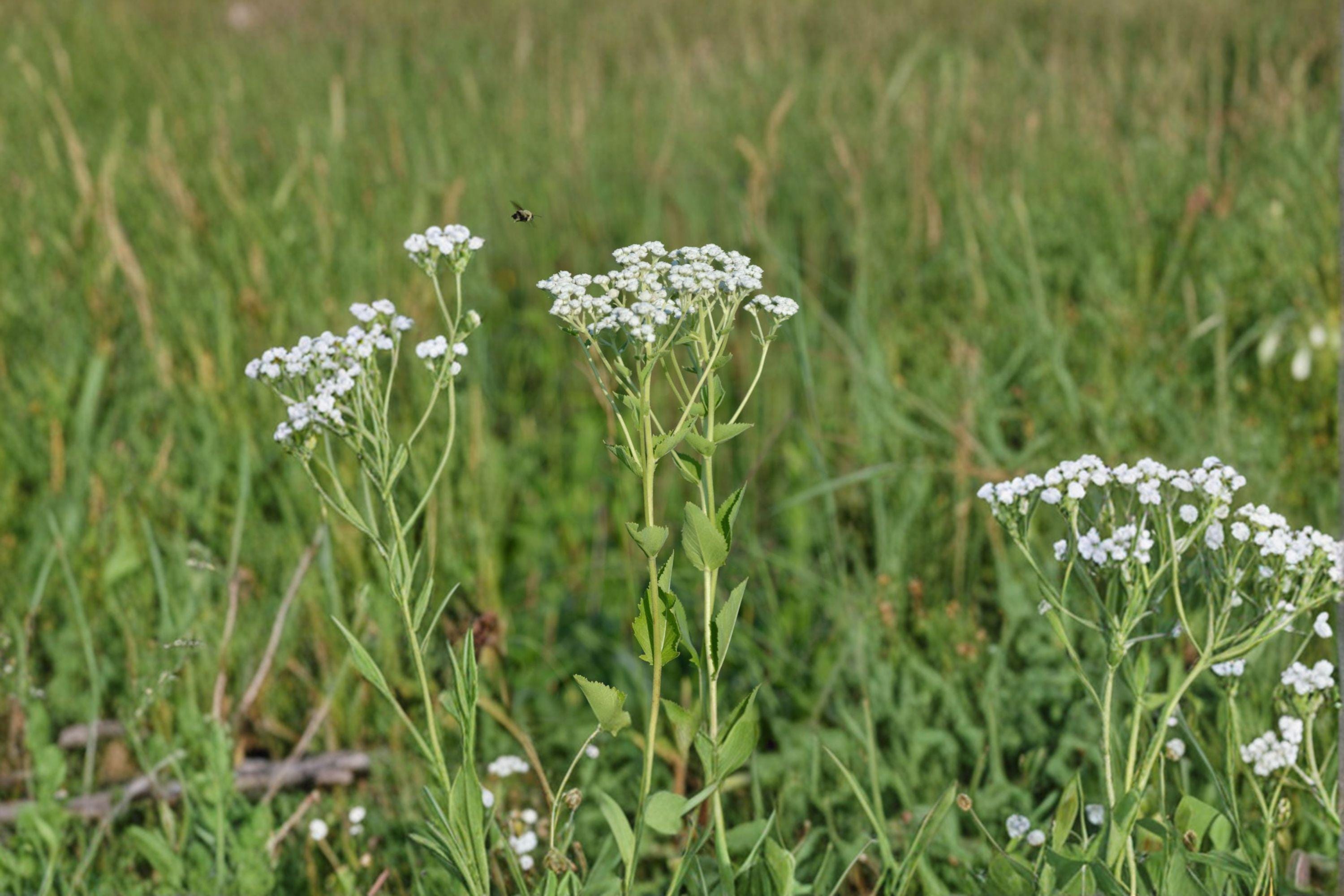 Wild Quinine – Parthenium integrifolium, Native Prairie Perennial | White Button Blooms (25 Seeds)