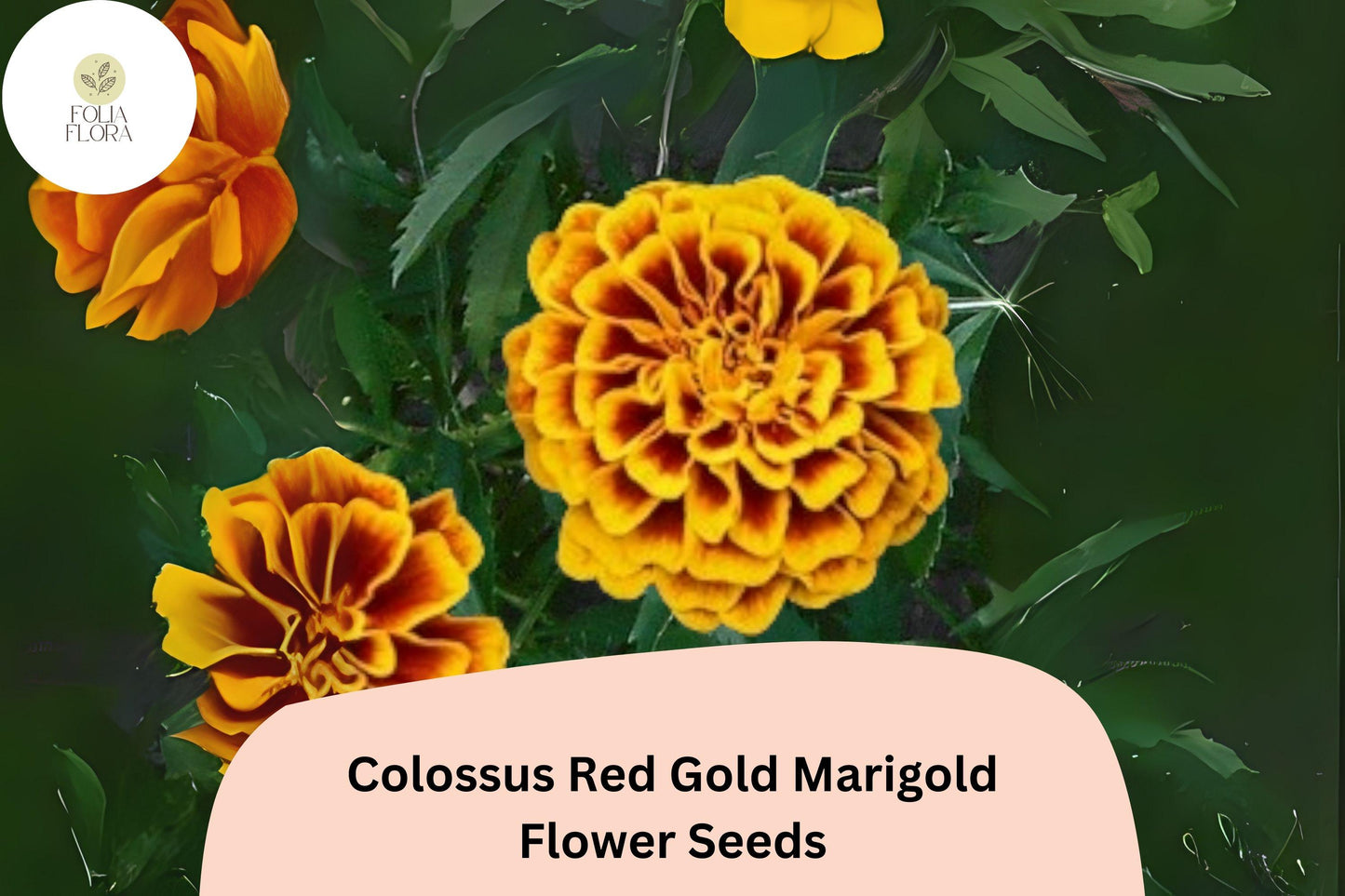 25+ Colossus Red Gold Marigold Seeds | Giant African Marigold | Large Bloom Flower Seeds for Garden Planting
