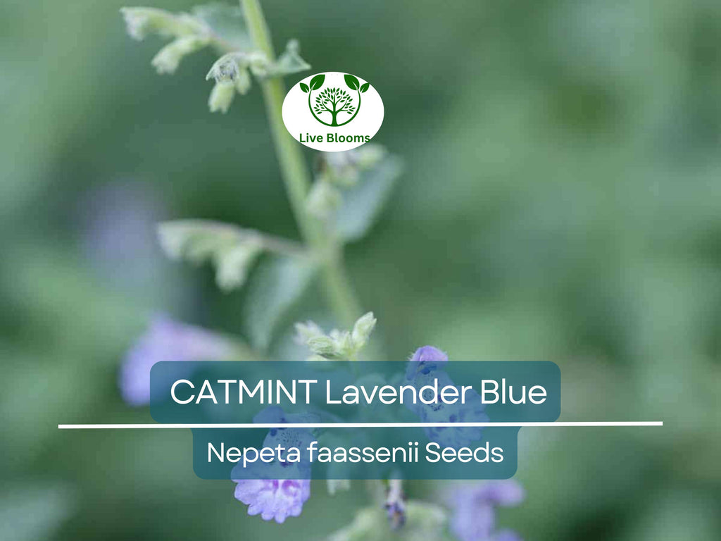 200 Seeds CATMINT Lavender Blue Heirloom Perennial Non-GMO, Nepeta faassenii, Aromatic Herb, Attracts Pollinators, Low Maintenance Plant