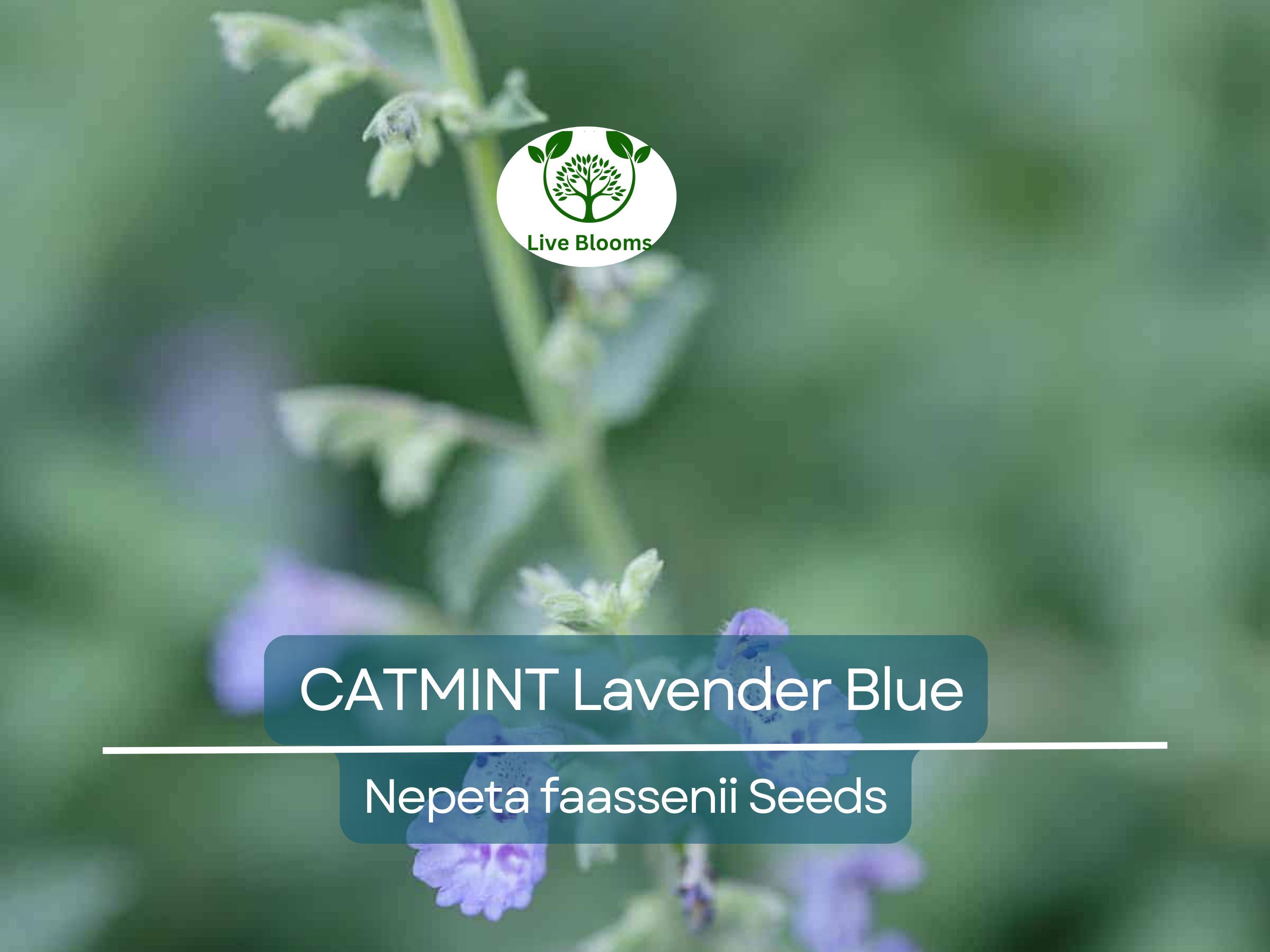 200 Seeds CATMINT Lavender Blue Heirloom Perennial Non-GMO, Nepeta faassenii, Aromatic Herb, Attracts Pollinators, Low Maintenance Plant