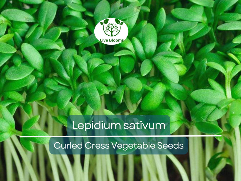 800 Seeds Curled Cress / Pepper Cress / Garden Cress - Lepidium sativum | Heirloom Seeds for Planting & Fresh, Tangy Harvest