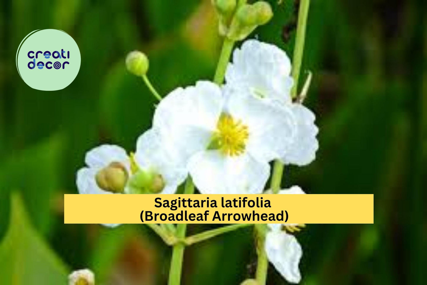 Broadleaf Arrowhead Seeds – Sagittaria latifolia – 500 Seeds – Native Aquatic Perennial for Pond, Bog & Water Gardens