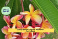 1 Candy Stripe Plumeria Cutting| 10" Fresh Unrooted Single Head | Frangipani Starter | Tropical Flower Tree | Rare Variety