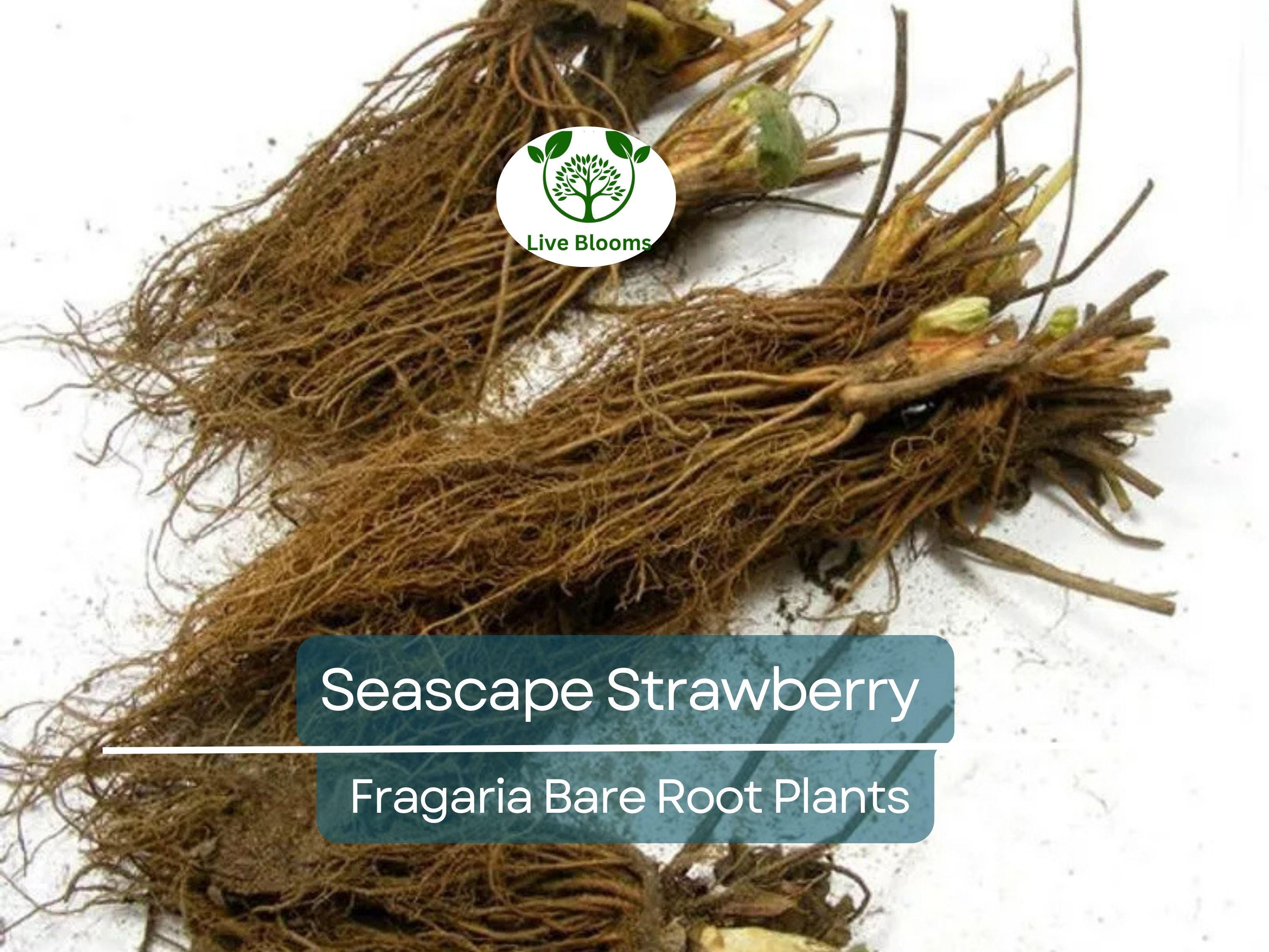 12 Seascape Strawberry Bare Root Plants - Everbearers - Fragaria × ananassa, Sweet Fruit, Non-GMO, Long Harvest, Cold Hardy
