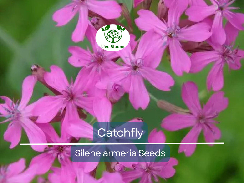 2000 Catchfly Seeds, None-So-Pretty Purple Flowers, Rock Gardens, Pollinators, Butterflies, Silene, Non-GMO, Hardy Perennials