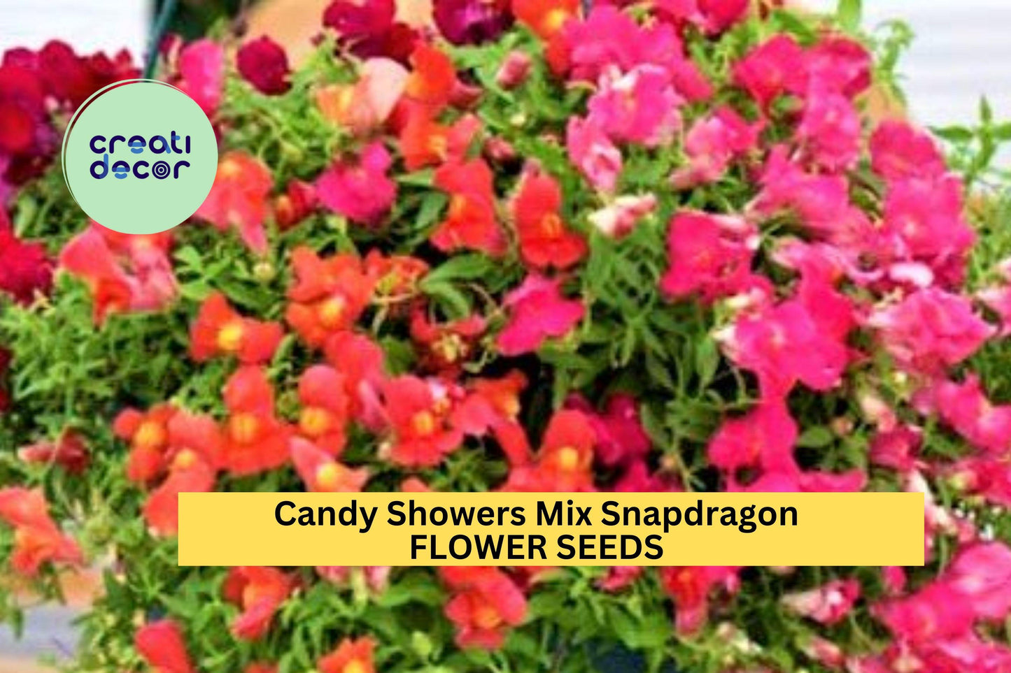 1000+ Candy Showers Mix Snapdragon Seeds – Cascading Colorful Blooms for Garden Planting, Great for Hanging Baskets & Borders – USA