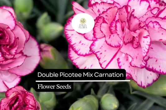 Double Picotee Mix Carnation (Dianthus caryophyllus) – Fragrant Blooms, Multi-Color Edges, Long-Lasting Flowers