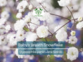 50 Baby's Breath Seeds Snowflake, Gypsophila paniculata, Non-GMO Perennial Cut Flowers for Garden, Floral Arrangements, North American Plant