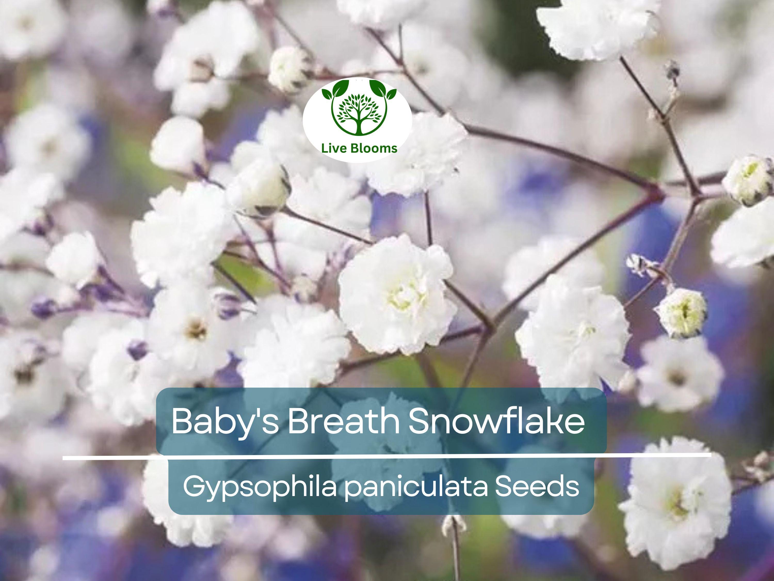 50 Baby's Breath Seeds Snowflake, Gypsophila paniculata, Non-GMO Perennial Cut Flowers for Garden, Floral Arrangements, North American Plant