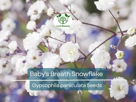 50 Baby's Breath Seeds Snowflake, Gypsophila paniculata, Non-GMO Perennial Cut Flowers for Garden, Floral Arrangements, North American Plant