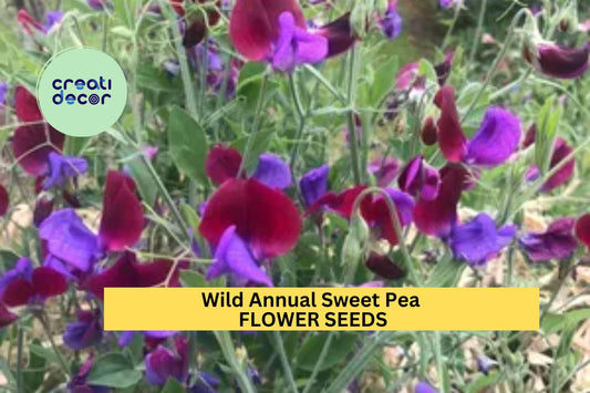 50+ Wild Annual Sweet Pea Seeds – Mixed Color Fragrant Blooms for Garden Planting, Climbing Vines for Trellises & Fences – USA