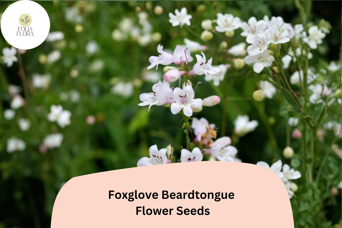 Foxglove Beardtongue Seeds – 100 Penstemon digitalis | Native White Wildflower | Perennial Garden Plant