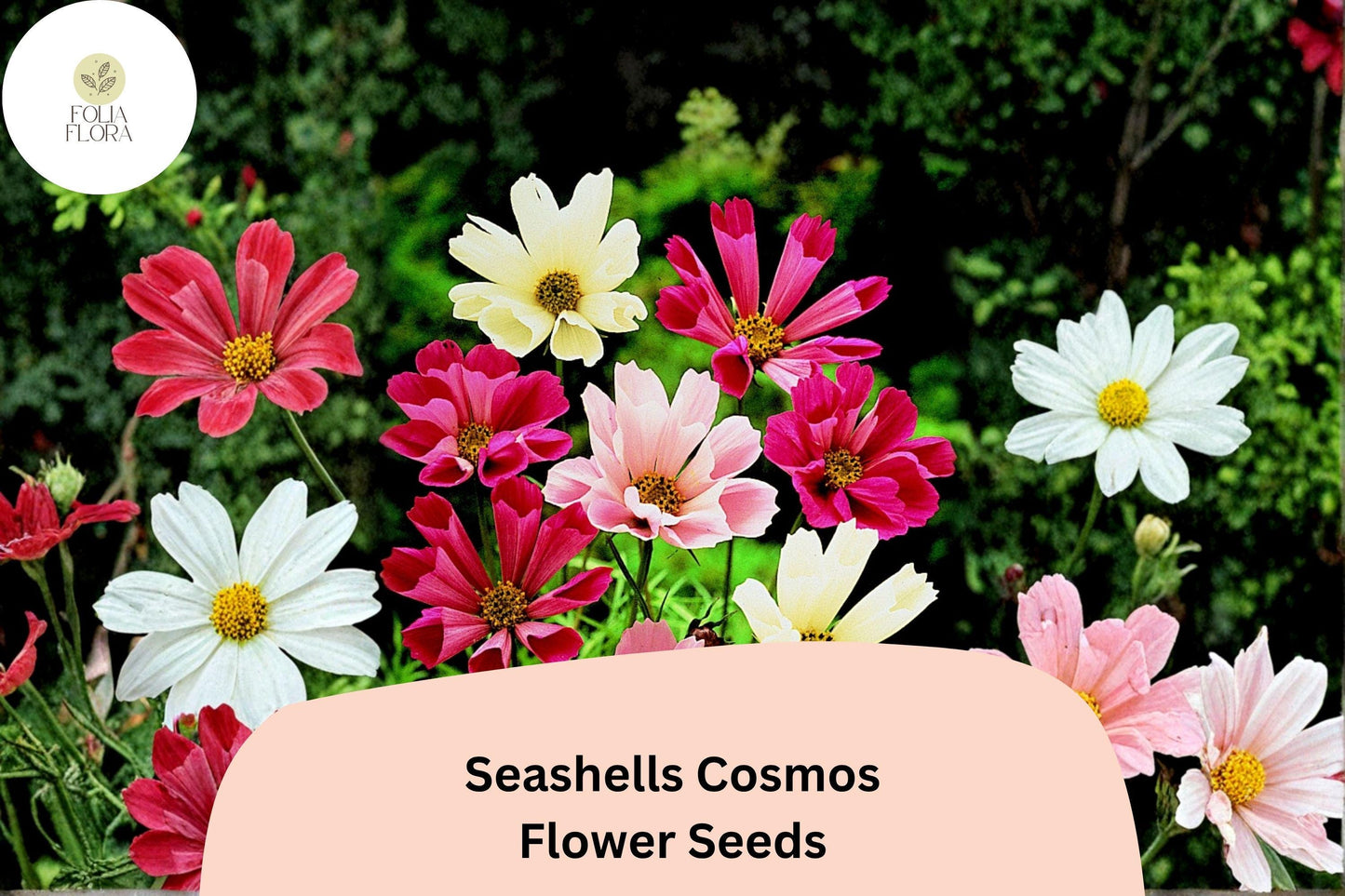 200+ Seashells Cosmos Seeds | Cosmos Bipinnatus Fluted Pink & White Blooms | Annual Garden Flower Seeds for Planting