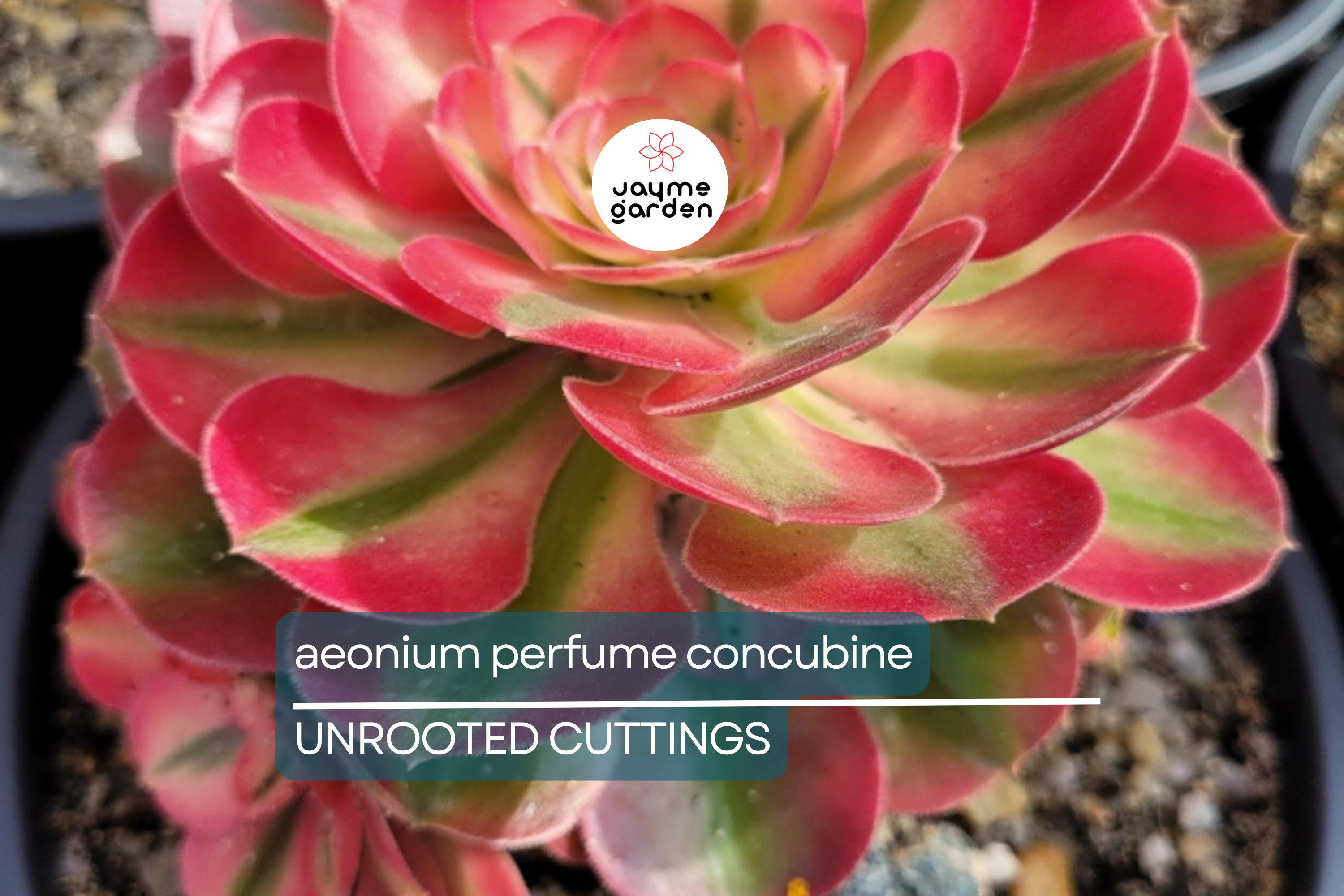 Aeonium 'Perfume Concubine' Cutting | Fresh Succulent Cutting | 2.5-Inch Rosette | Unique Collector Variety | Easy to Grow