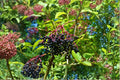 American Elderberry 10 Cuttings (Sambucus canadensis) Wild Native Organic