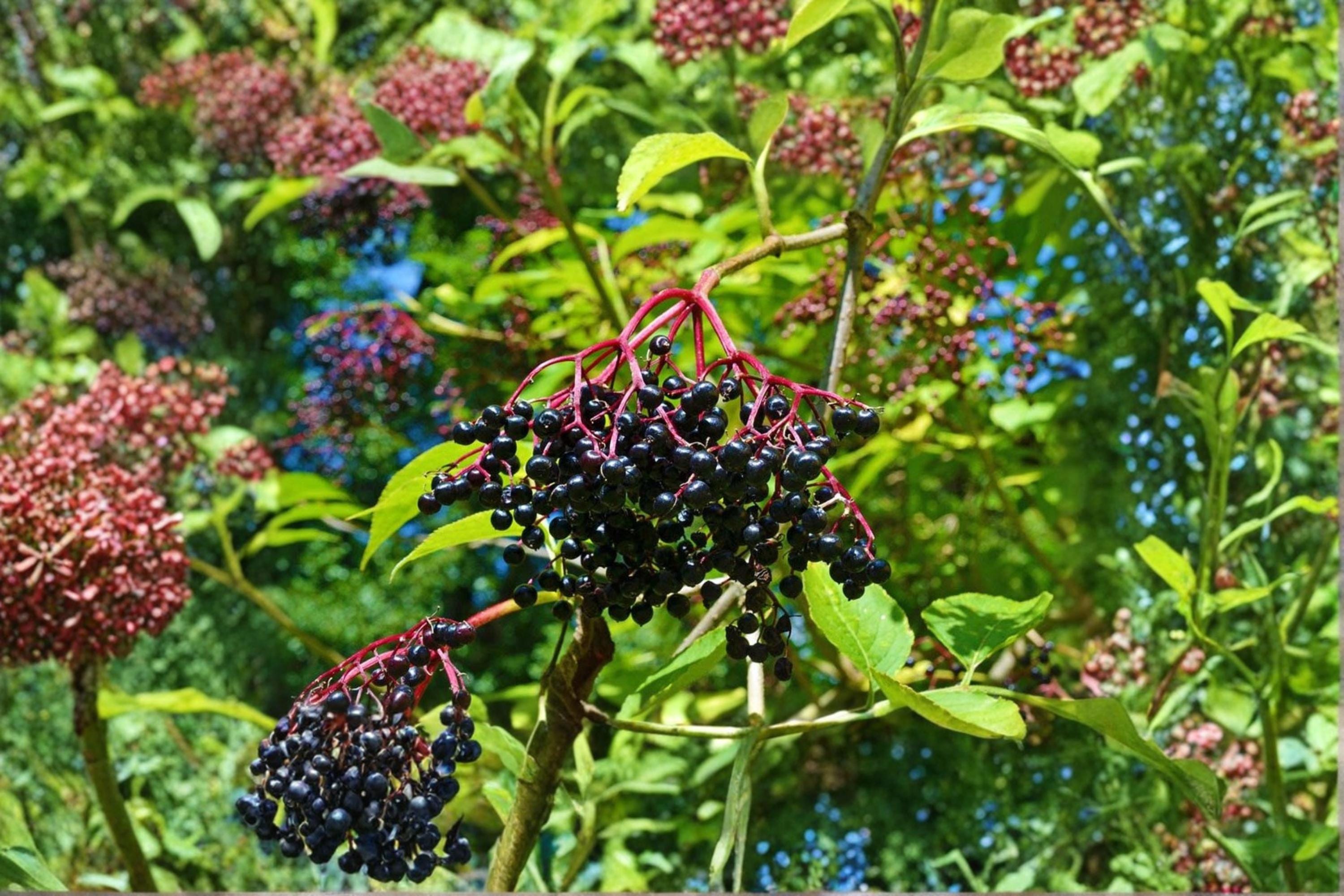 American Elderberry 10 Cuttings (Sambucus canadensis) Wild Native Organic
