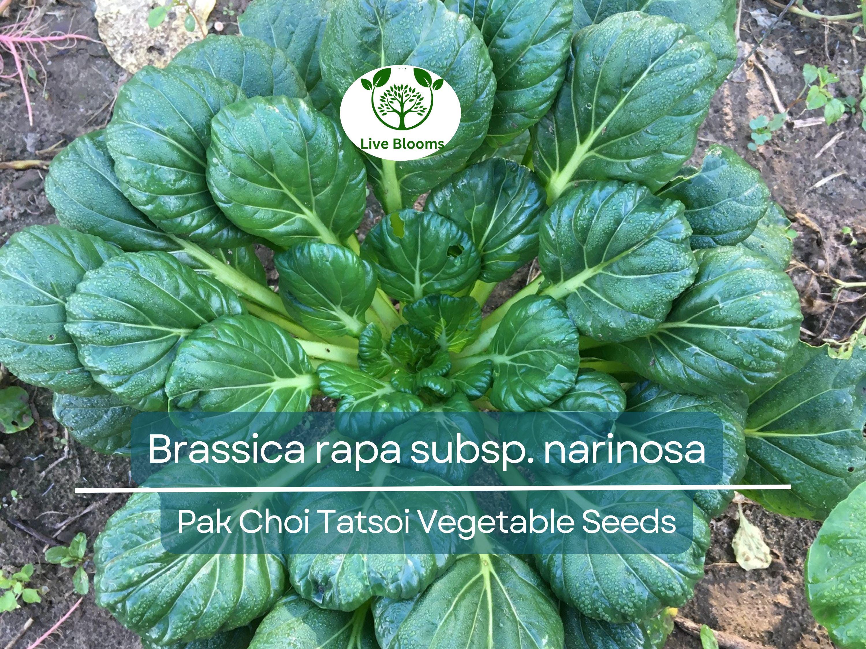250 Pak Choi Tatsoi Seeds - Brassica rapa subsp. narinosa | Heirloom Asian Greens for Planting, Gardening & Stir-Fry