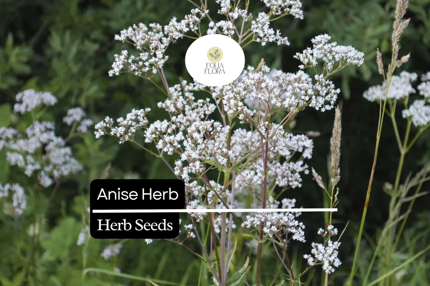 200 Seeds Anise, Pimpinella Anisum, Aromatic Herb for Culinary and Garden Use