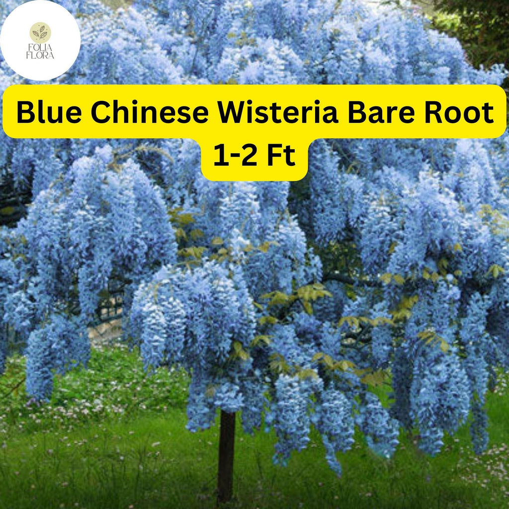 1 Bare Root Blue Chinese Wisteria Tree, 1-2 Ft Tall Live Plant, Wisteria sinensis, Ready to Plant