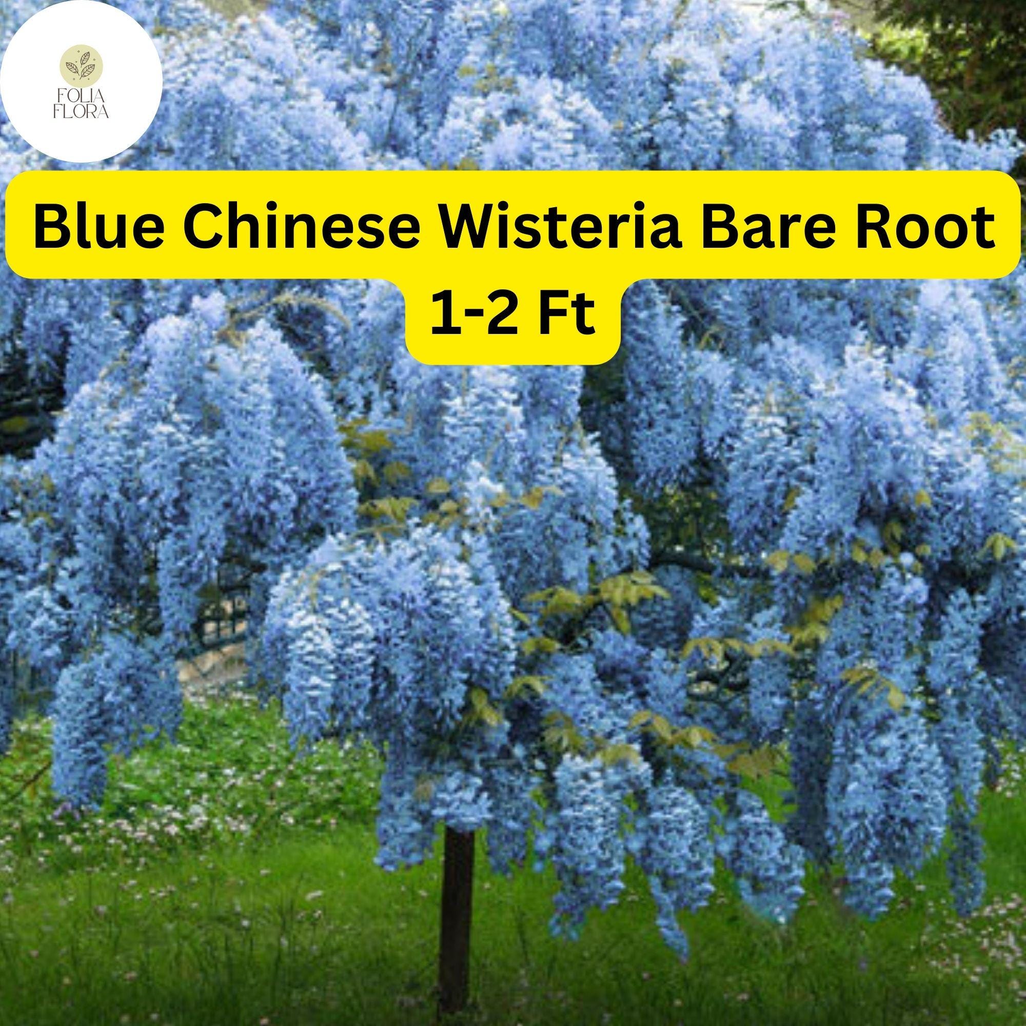 1 Bare Root Blue Chinese Wisteria Tree, 1-2 Ft Tall Live Plant, Wisteria sinensis, Ready to Plant
