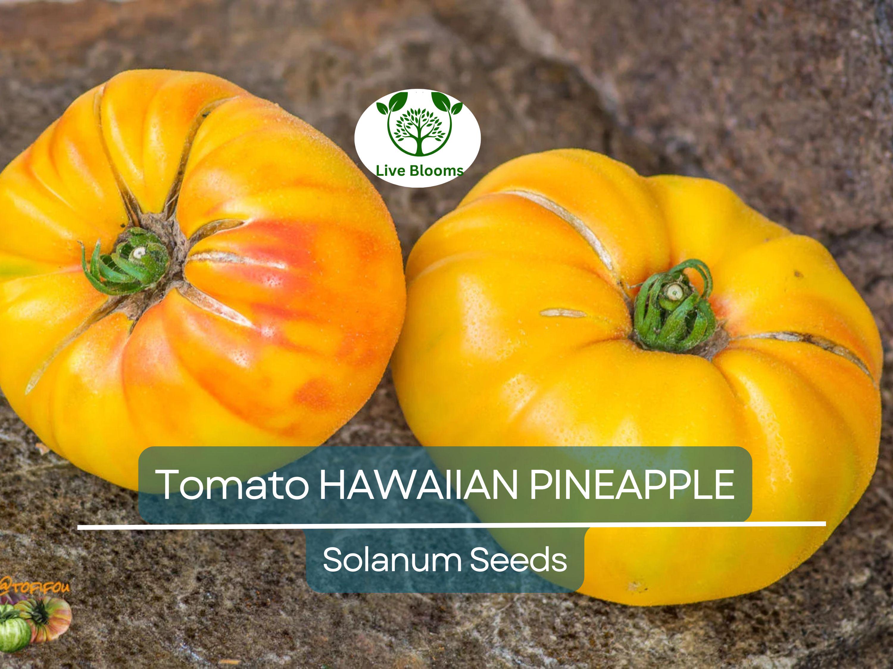 30 Hawaiian Pineapple Tomato Seeds – Heirloom Beefsteak | Lycopersicon esculentum | Indeterminate | Non-GMO Sweet Bicolor Fruit