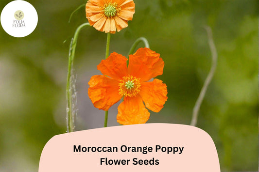 200+ Moroccan Orange Poppy Seeds for Garden Planting – Vibrant Orange Blooms, Easy to Grow Wildflowers