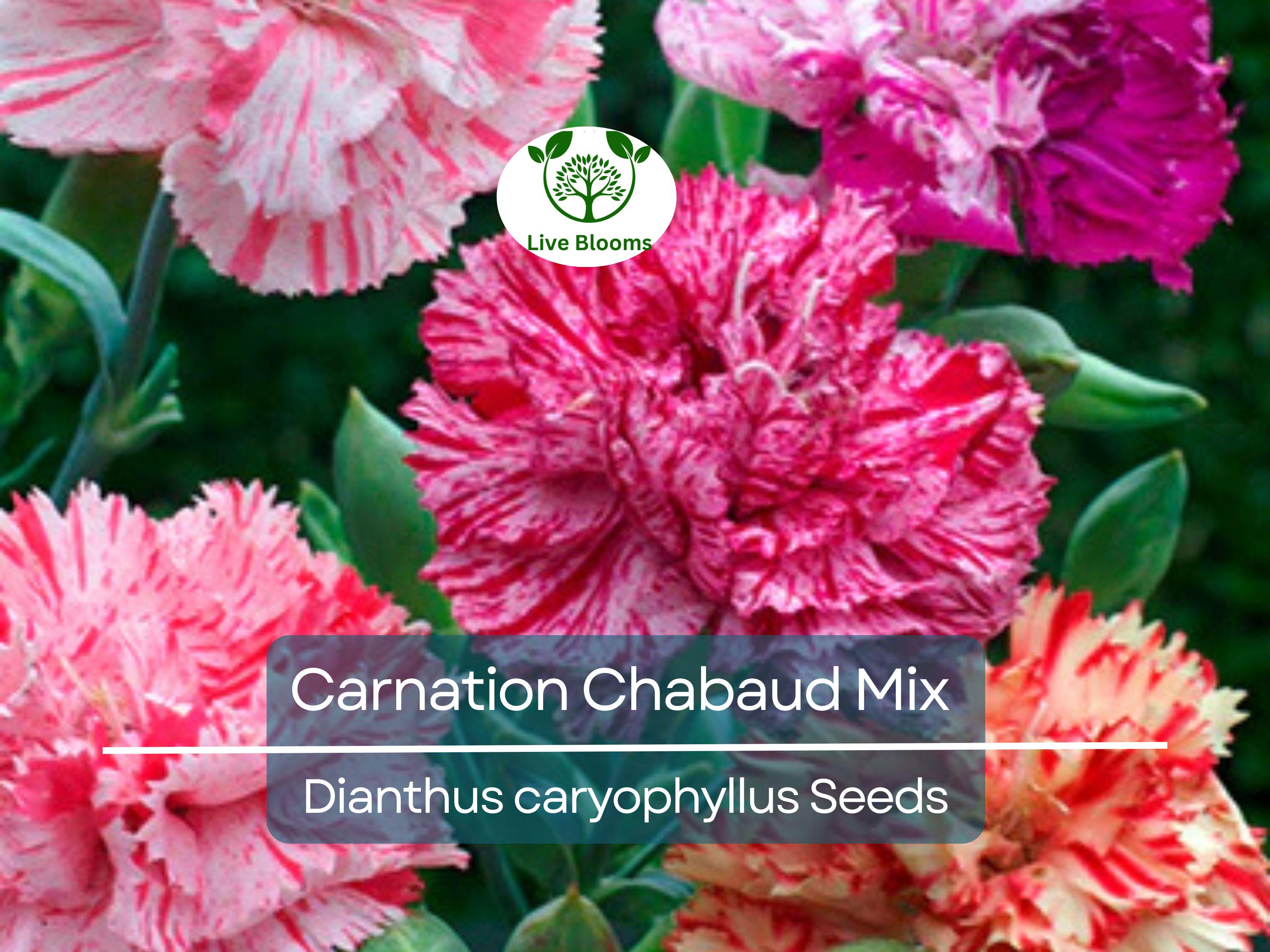 200 Carnation Chabaud Mix Seeds, Fragrant Cut Flowers, Non-GMO, Pollinator-Friendly, Florist-Grade, Vibrant Colors for Garden & Bouquets