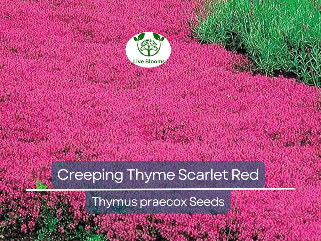 1000 Seeds Creeping Thyme Scarlet Red Ground Cover, Perennial, 4" Height, Perfect for Rock Gardens, Low Maintenance, Drought-Tolerant