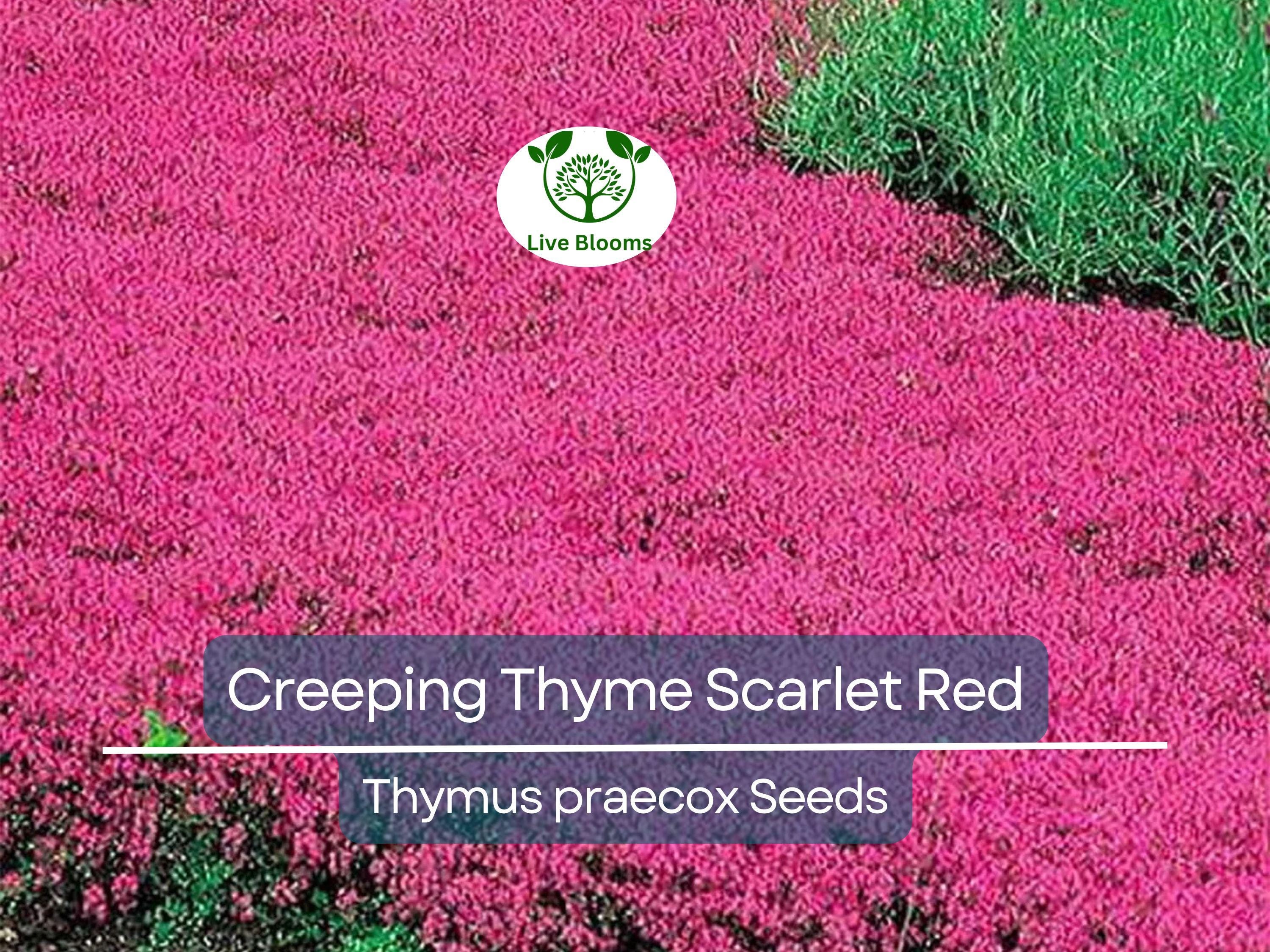1000 Seeds Creeping Thyme Scarlet Red Ground Cover, Perennial, 4" Height, Perfect for Rock Gardens, Low Maintenance, Drought-Tolerant