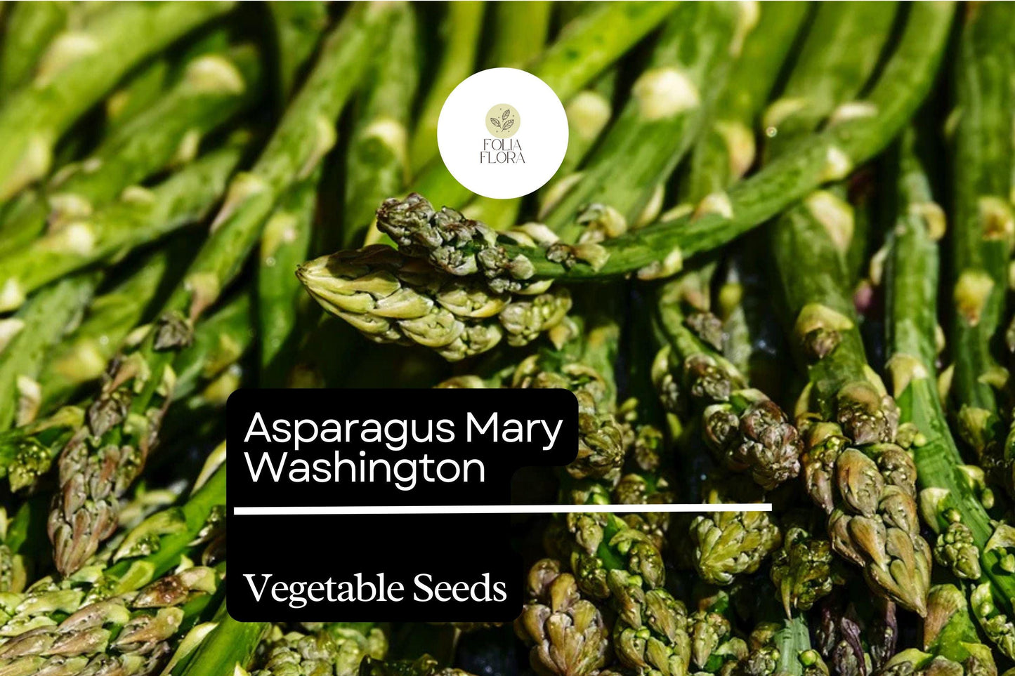 1g Asparagus Mary Washington Seeds Asparagus officinalis | Heirloom Vegetable Long-Lived Perennial for Garden Planting