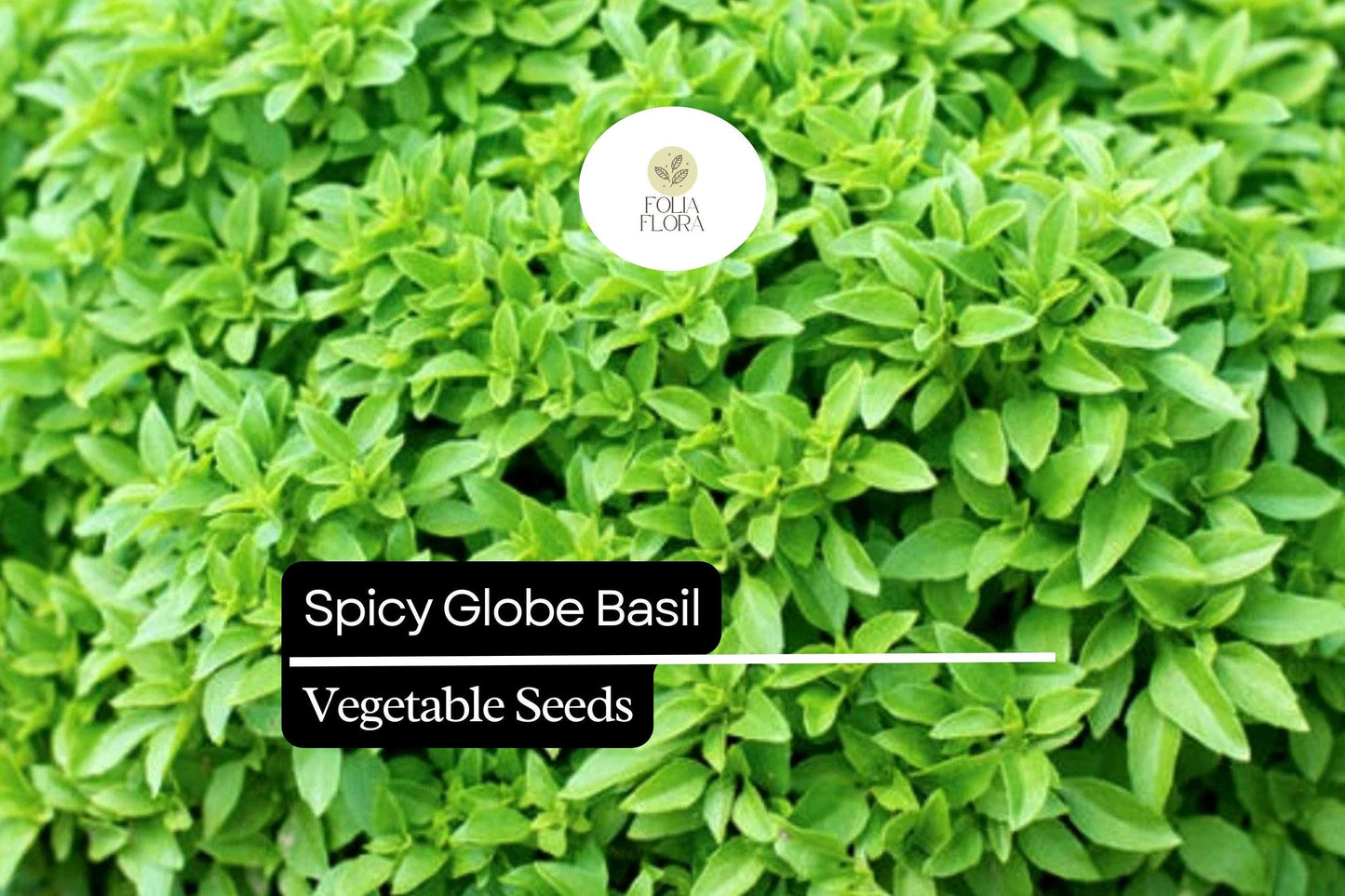 200 Spicy Globe Basil Seeds – Ocimum basilicum – Heirloom, Compact & Aromatic, Perfect for Containers, Culinary Use