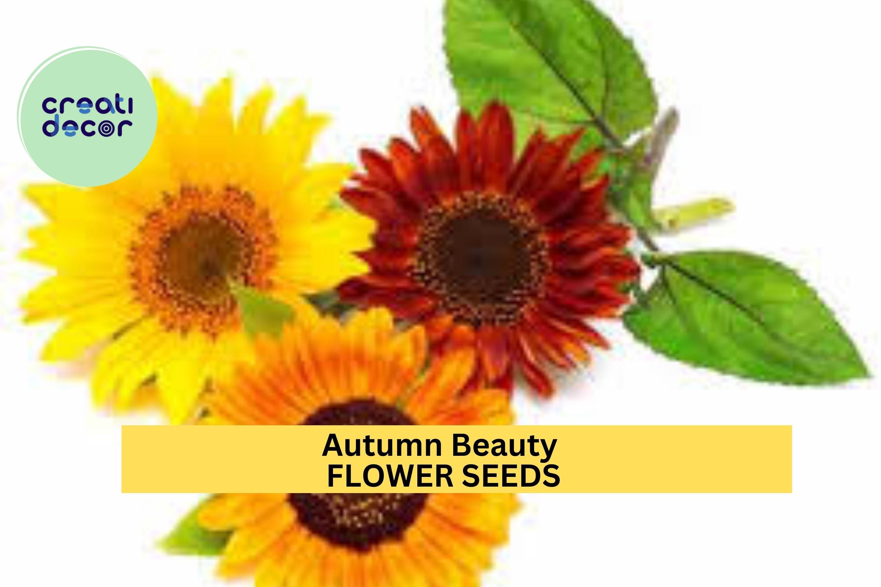 3pcs of 1g Autumn Beauty Sunflower Seeds – Multi-Colored Blooms in Yellow, Red, Bronze for Cut Flowers & Garden Borders Seeds for Planting