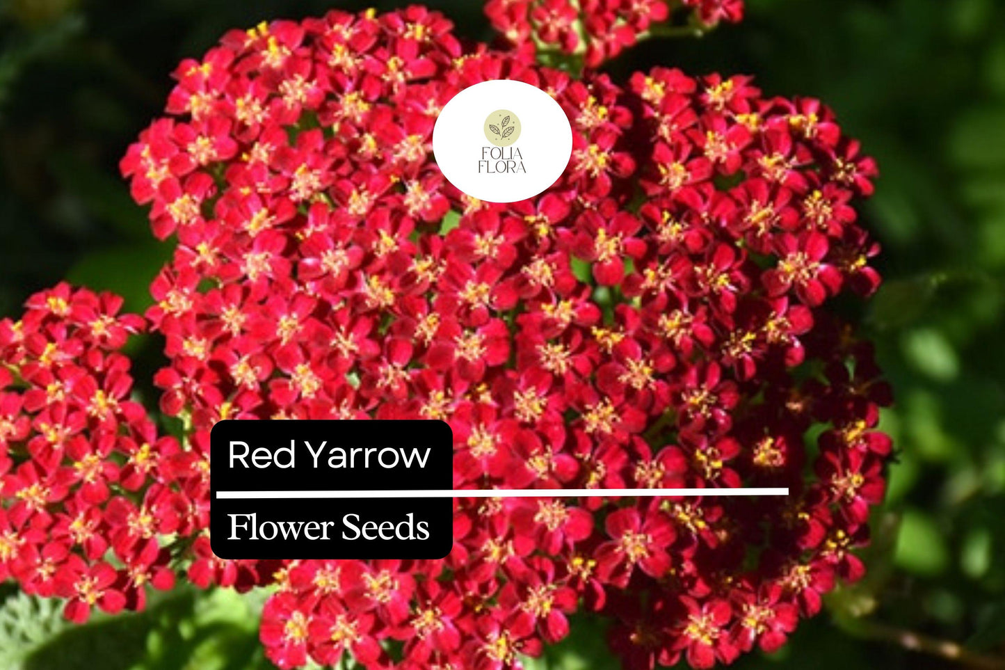 1000 Seeds Red Yarrow – Achillea millefolium, Hardy Perennial Wildflower