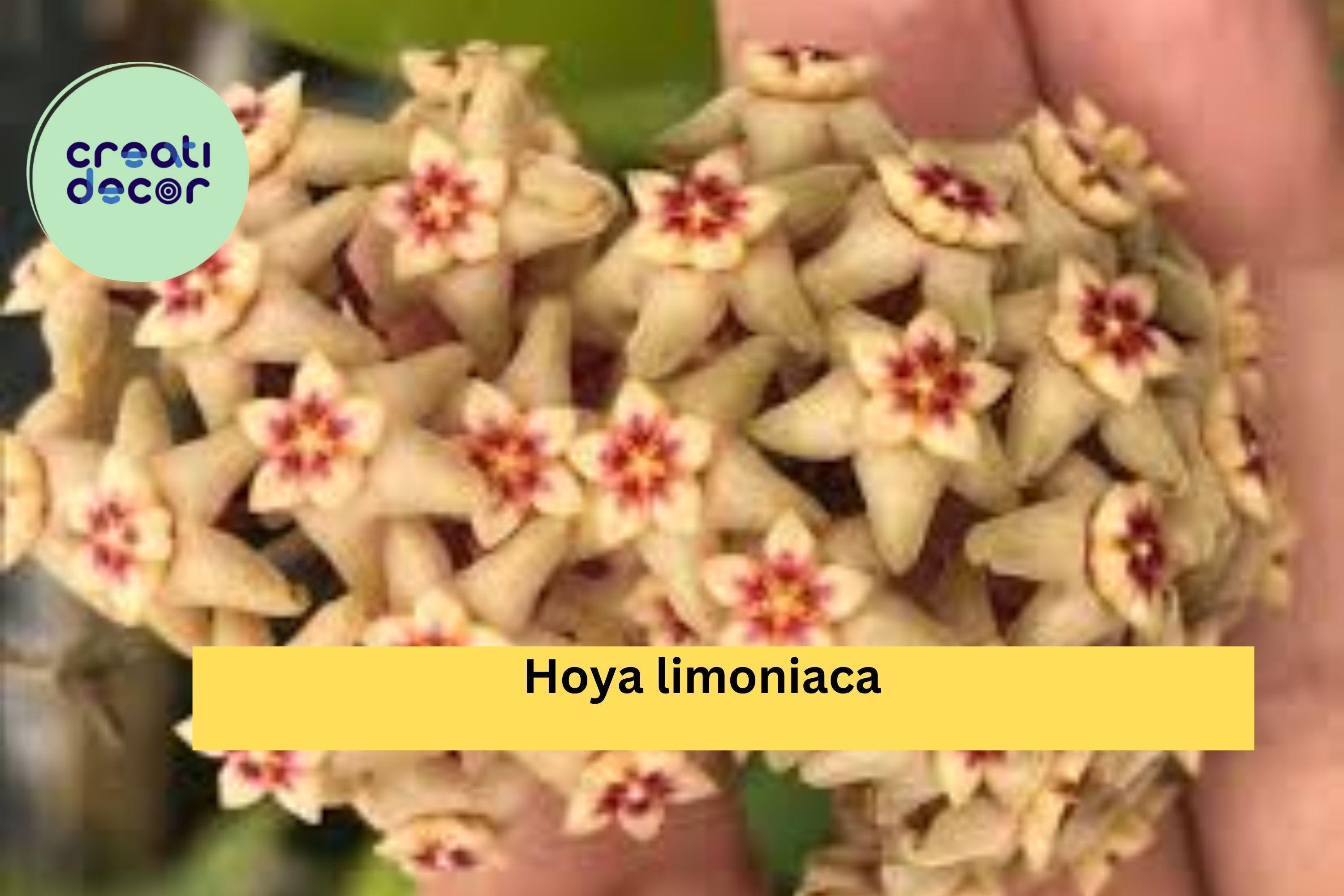 Hoya limoniaca Live Plant – Rare Rooted Cutting in 3.5” Pot, Exact Plant Listing, Healthy Tropical Houseplant for Collectors