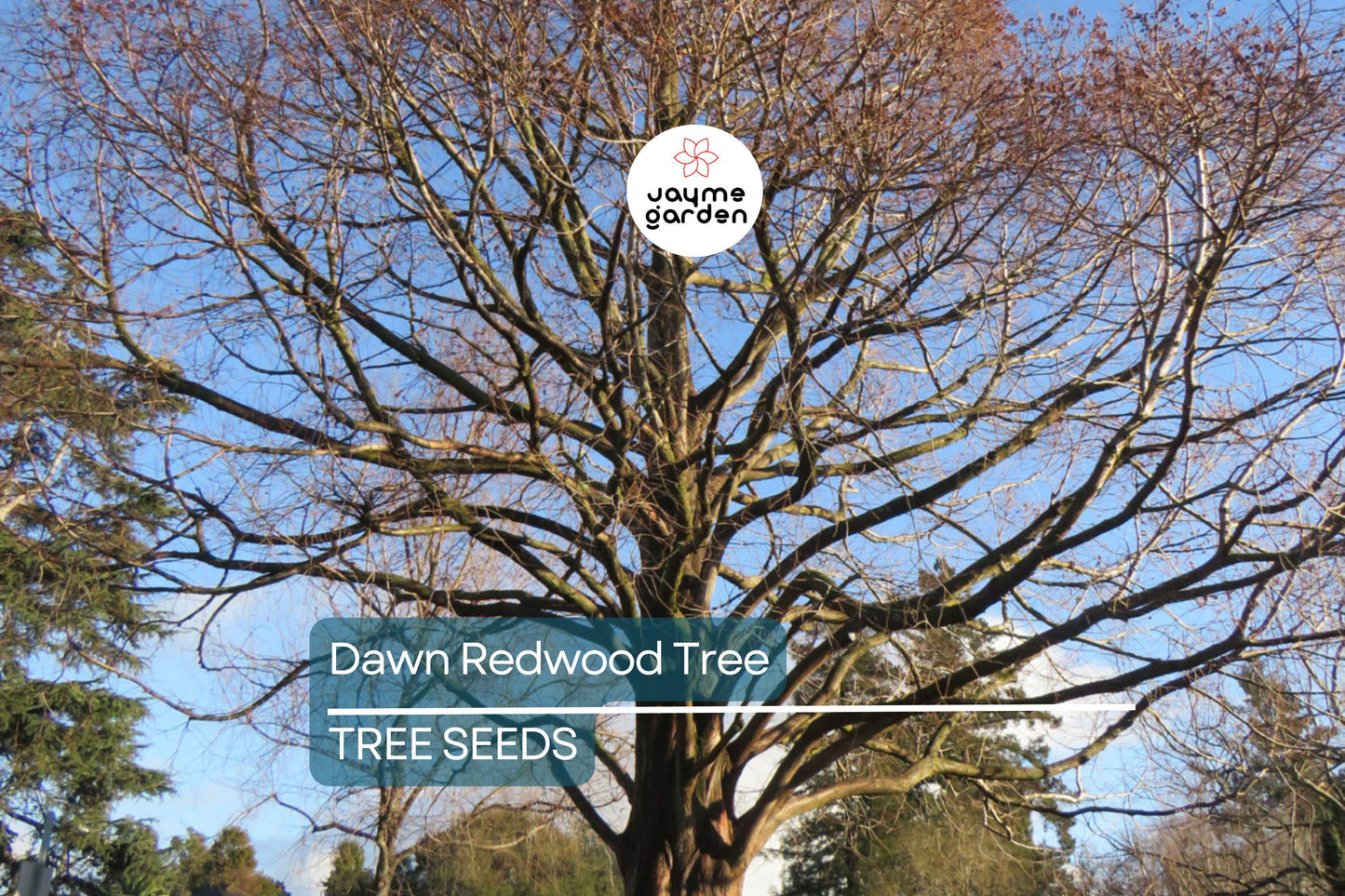 25 Dawn Redwood Tree Seeds (Metasequoia glyptostroboides) – Fast-Growing Hardy Bonsai, Fall Color, USDA Zones 5-8, Rare Garden Treasure