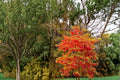 Sourwood 2 Live Plants 1-2 ft Tall (Oxydendrum arboreum) Flowering Tree
