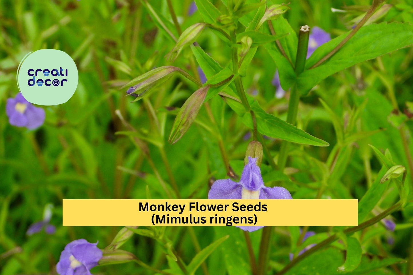Monkey Flower Seeds (Mimulus ringens) – 5000 Seeds – Purple Native Perennial for Wetland, Pond Edge, and Pollinator Gardens