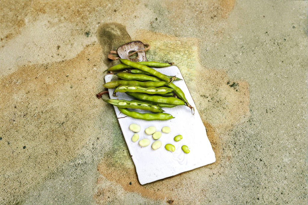 Fava Bean 10 Seeds | Cool-Season Vegetable | High Protein | Easy to Grow Heirloom