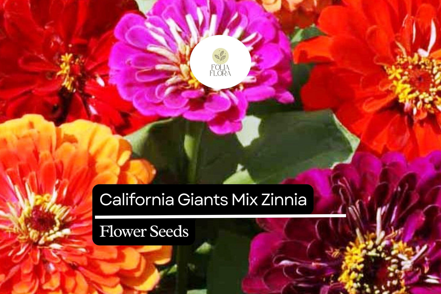 100 California Giant Zinnia Seeds – Zinnia elegans – Huge Vibrant Blooms, Pollinator-Friendly, Easy to Grow