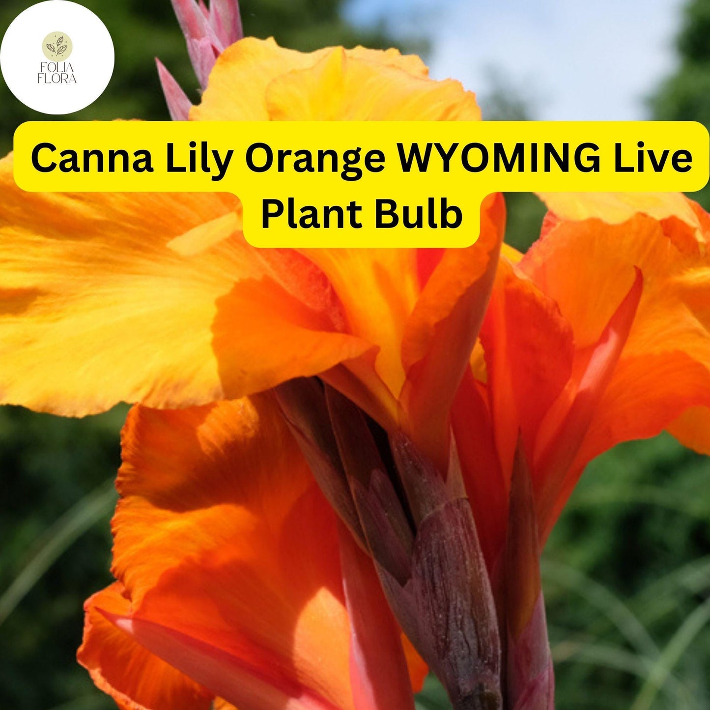 Canna Lily Orange Wyoming | 1 Live Bulb | Tall Flowering Plant with Purple Burgundy Leaves | Tropical, Fast-Growing, Perennial