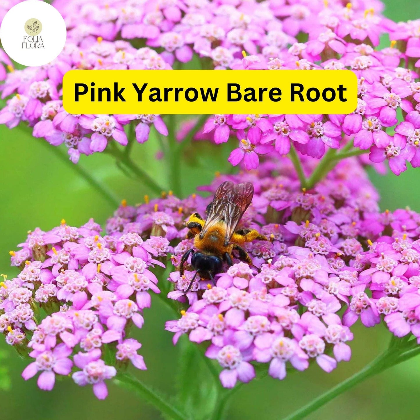 1 Pretty Pink Yarrow (Achillea Millefolium) Perennial Bare Root Live Garden Plant