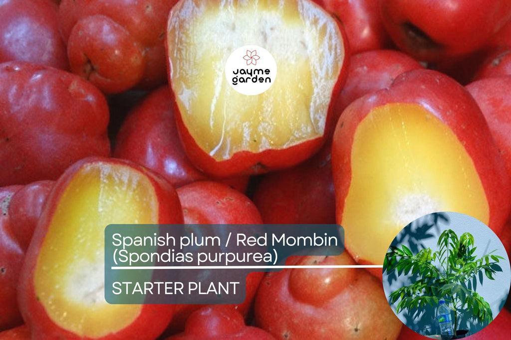 Spanish Plum / Red Mombin Live Spondias Purpurea Tree 12″-24″ | Sweet-Tart Tropical Fruit | Hardy Drought-Tolerant Starter Plant