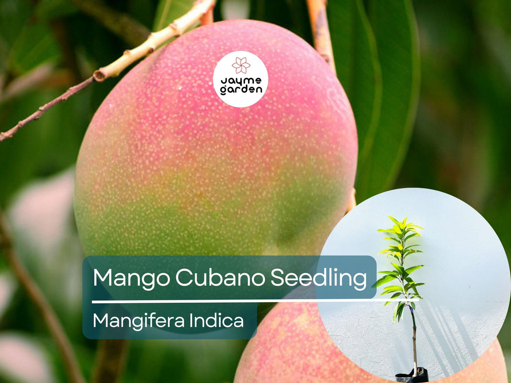 Grafted Cubano Mango Starter Plant Seedling -  Grown in Puerto Rico - Live Tropical Fruit Tree 3′-4′ Tall - Sweet, Juicy Cuban Mangoes