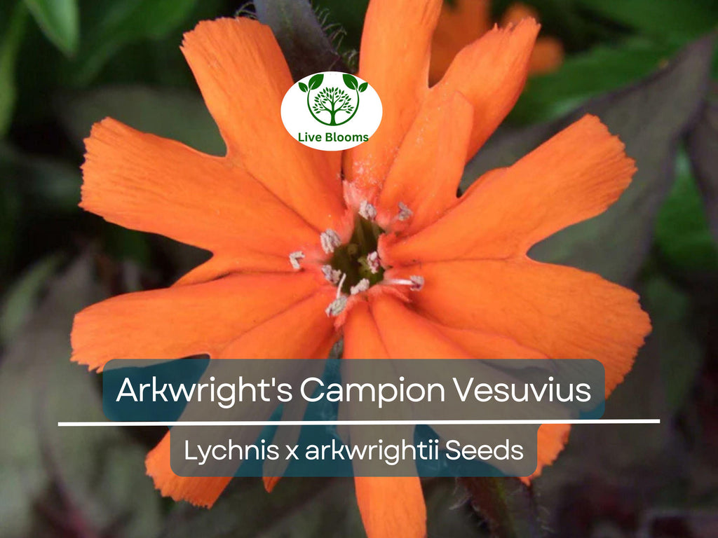 100 Seeds Arkwright's Campion Vesuvius - Non-GMO Perennial, Hummingbird-Friendly, Beautiful Red Blooms, Ideal for Gardens