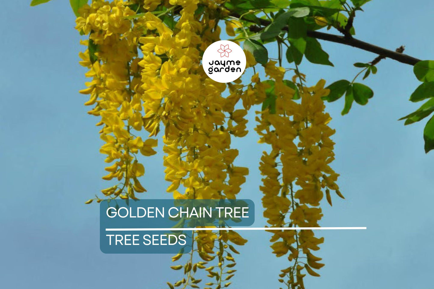 10 Golden Chain Tree Seeds (Laburnum anagyroides) – Wisteria-Like Golden-Yellow Flowers, Fast-Growing, USDA Zones 5-7, Fragrant Blooms