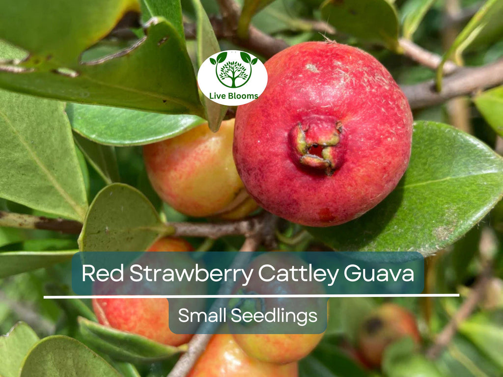 1 Cattley Strawberry Guava Psidium Cattleianum Seedlings 7"-12", Tropical Fruit, Edible Guava, Easy to Grow, Sweet & Delicious Fruit Plant